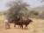 The cows ( vaches en anglais, en tchadien je ne sais pas )